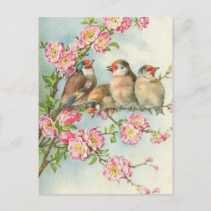 Carte Postale Oiseaux vintages