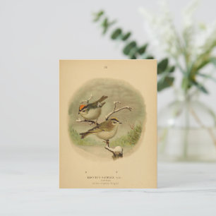 Carte Postale Oiseaux vintages Couronnes dorées Kinglet Vogelwel