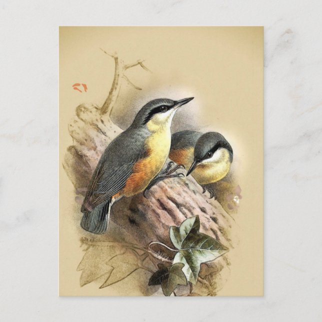 Carte Postale Oiseaux vintages de Nuthatch (Devant)