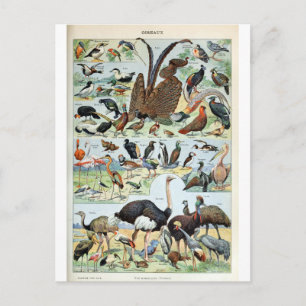 Carte Postale Oiseaux vintages du monde