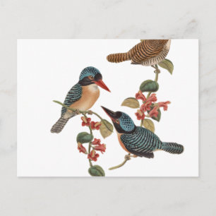 Carte Postale Oiseaux vintages en Branche