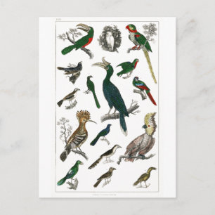 Carte Postale Oiseaux vintages Vieille illustration Art Animaux