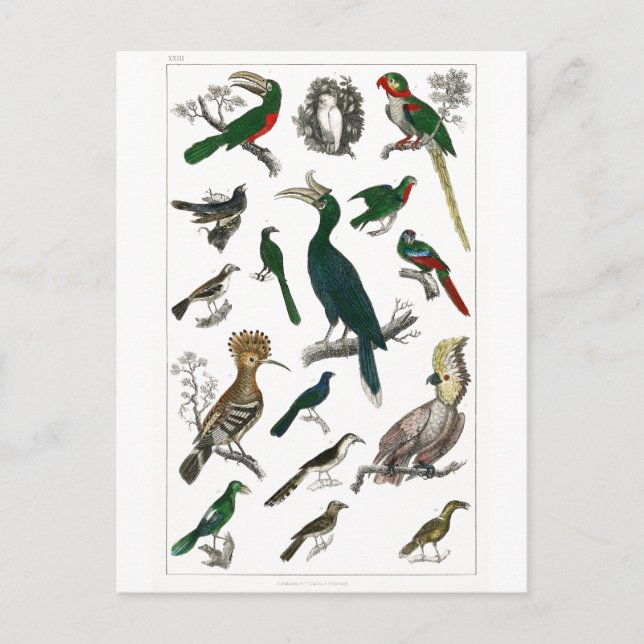 Carte Postale Oiseaux vintages Vieille illustration Art Animaux (Devant)