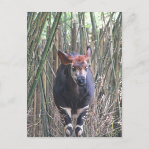 Carte postale Okapi