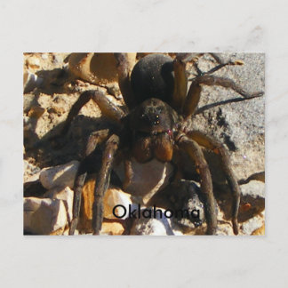 Carte Postale Oklahoma, Spider