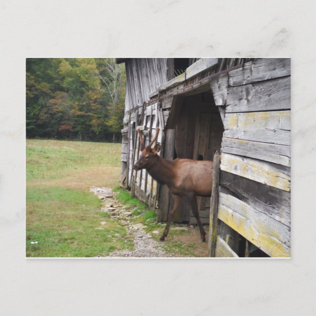 Carte Postale Old Barn, Elk with Velvet Antlers (Devant)
