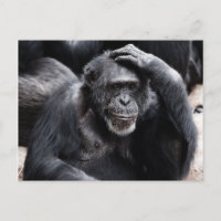 Carte postale Old Chimpanzé