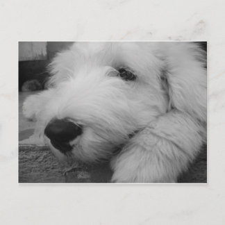 Carte Postale Old English Sheepdog
