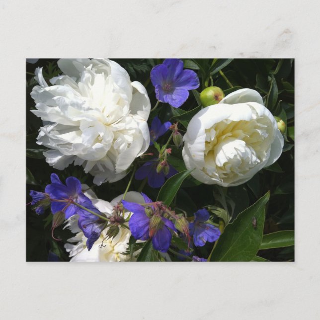 Carte Postale Old Masters Garden Postcard (Devant)