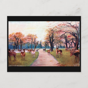 Carte Postale Old Postcard - Greenwich Park, Londres