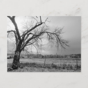 Carte postale Old Winter Tree Gris