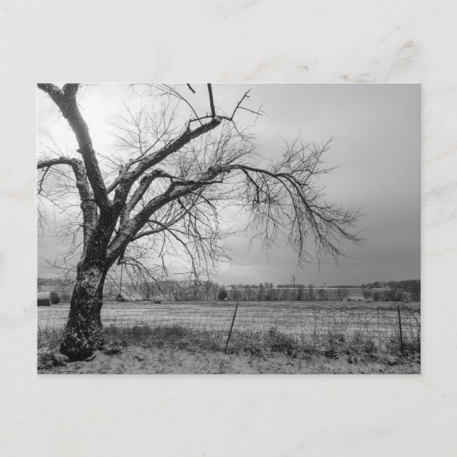 Carte postale Old Winter Tree Gris (Devant)