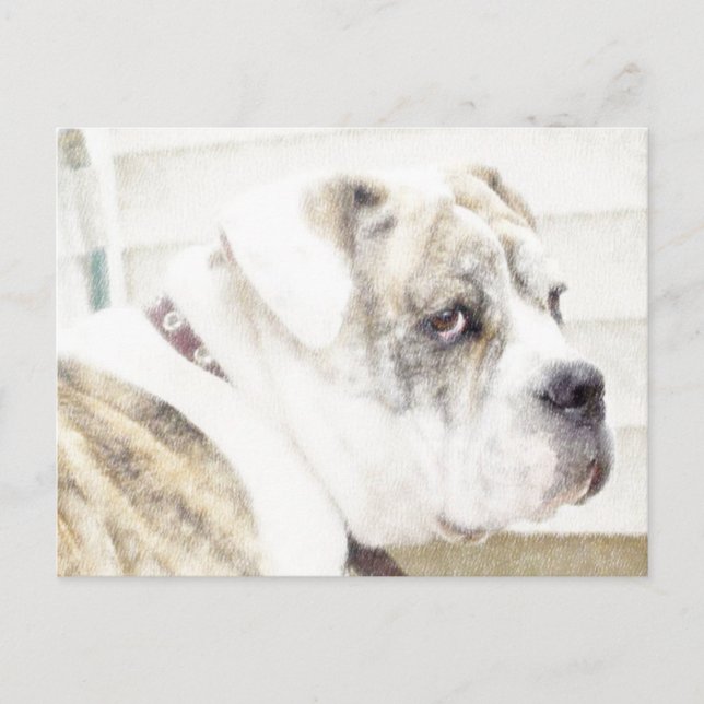 carte postale Olde English Bulldogge (Devant)
