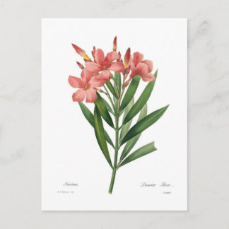 Carte Postale Oleander