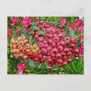 Carte Postale Oleander Blossoms & Berries Coordonnées