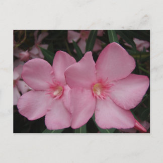 Carte Postale Oleander rose