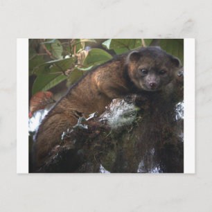 Carte Postale Olinguito (Bassaricyon neblina) nouveau mammifère