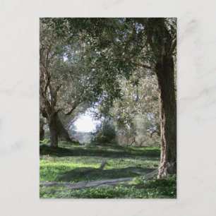 Carte postale Olive Grove