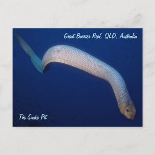 Carte postale Olive Sea Snake