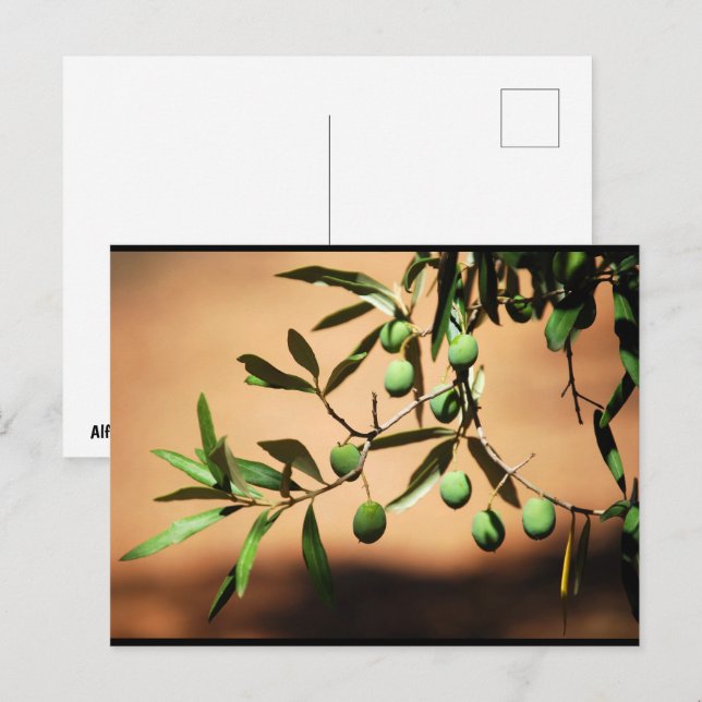 Carte Postale Olives vertes sur une branche (Devant / Derrière)