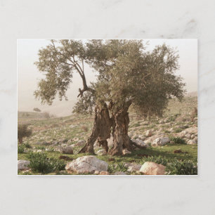 Carte Postale olivier ancien du nord de la jordanie