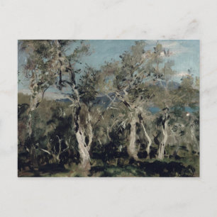 Carte Postale Oliviers, Corfou, 1912