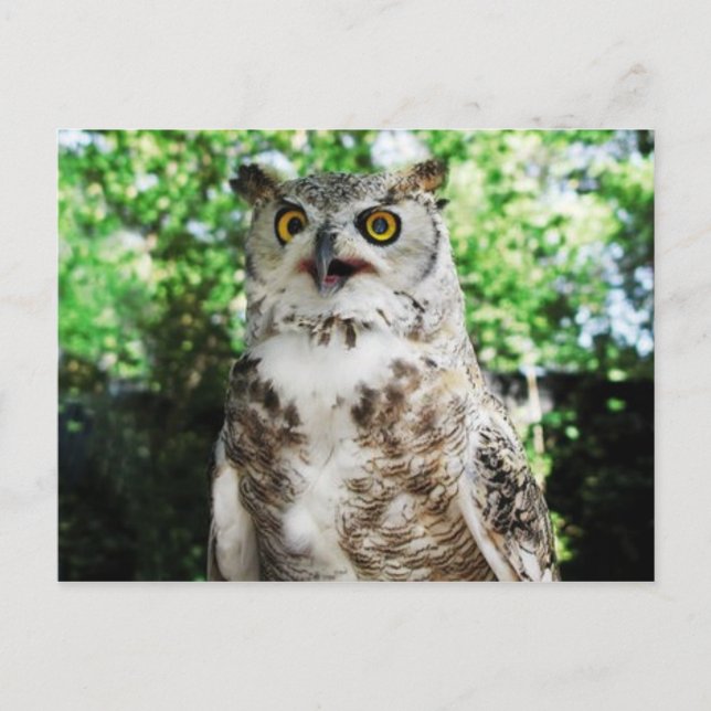 CARTE POSTALE " OLLY " THE OWL POSTCARD (Devant)