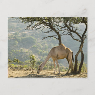 Carte Postale Oman, région de Dhofar, Salalah. Chameau