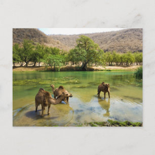 Carte Postale Oman, Wadi darbat, dromadaires qui passeraient dan