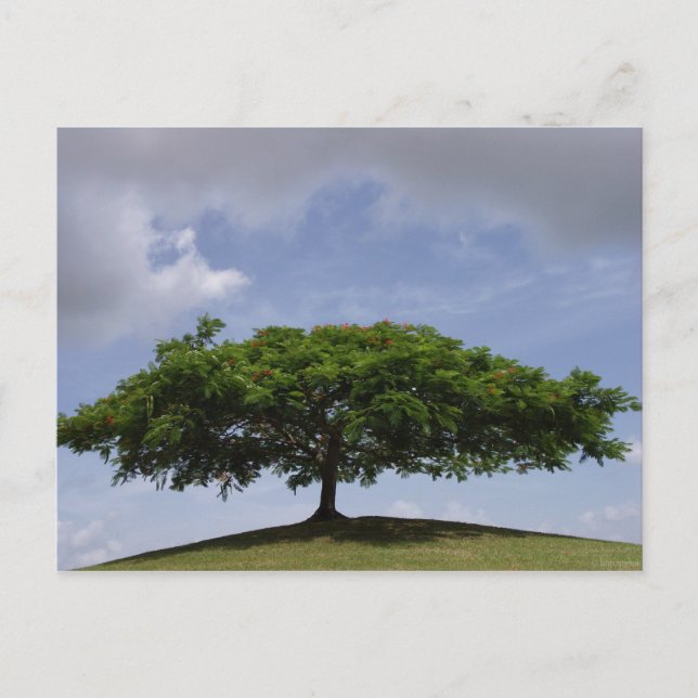 Carte Postale ombrage (Devant)