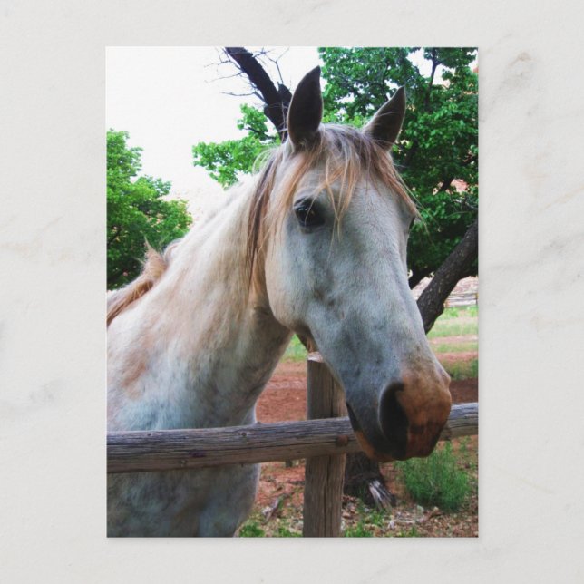 Carte Postale Ombre (Devant)