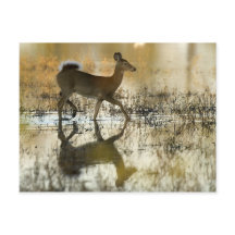 Ombre de cerfs à queue blanche