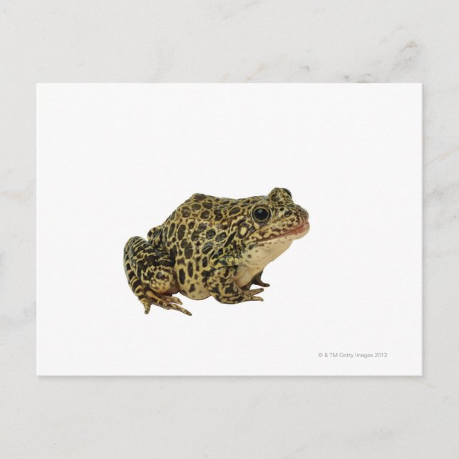 Carte Postale Ombre de grenouille (Devant)