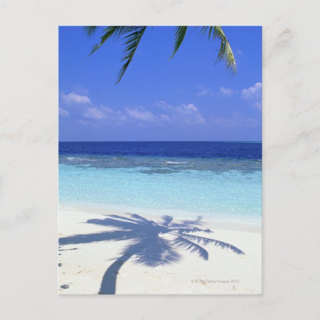 Carte Postale Ombre des palmiers (Devant)