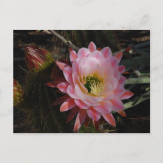 Carte Postale Ombre du matin