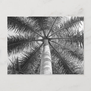 Carte Postale Ombre du palmier mexicain