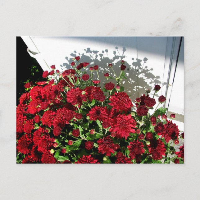 Carte Postale Ombres des mamans (Devant)