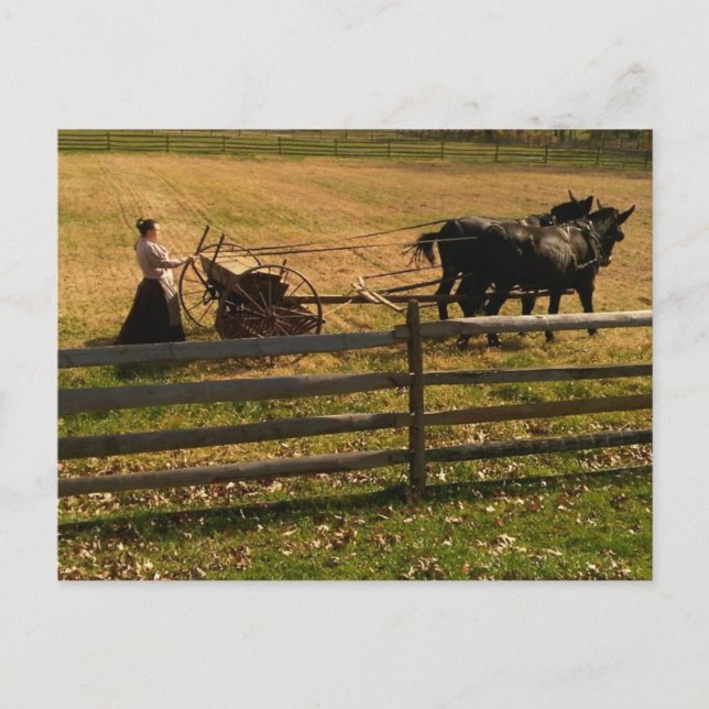 Carte Postale On the Farm (Devant)