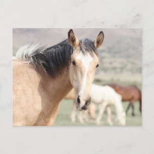 Carte Postale Onaqui Chevaux sauvages