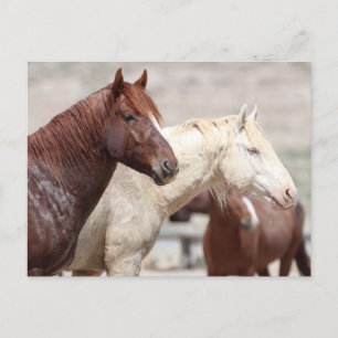 Carte Postale Onaqui Chevaux sauvages