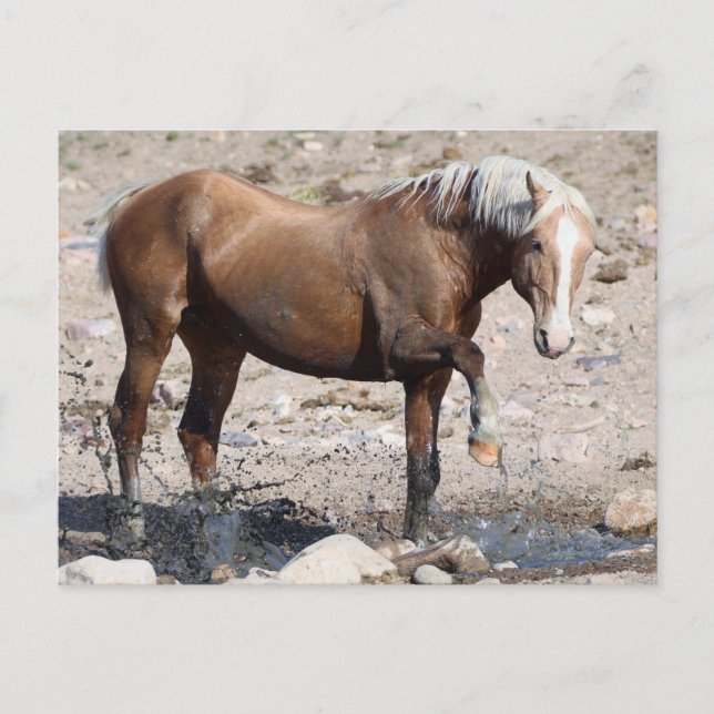 Carte Postale Onaqui Chevaux sauvages (Devant)