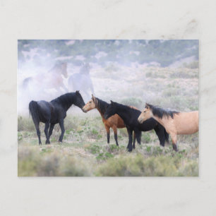 Carte Postale Onaqui Chevaux sauvages