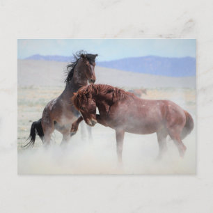 Carte Postale Onaqui Chevaux sauvages