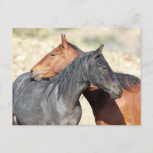 Carte Postale Onaqui Chevaux sauvages
