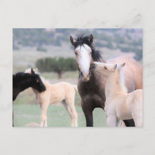 Carte Postale Onaqui Chevaux sauvages