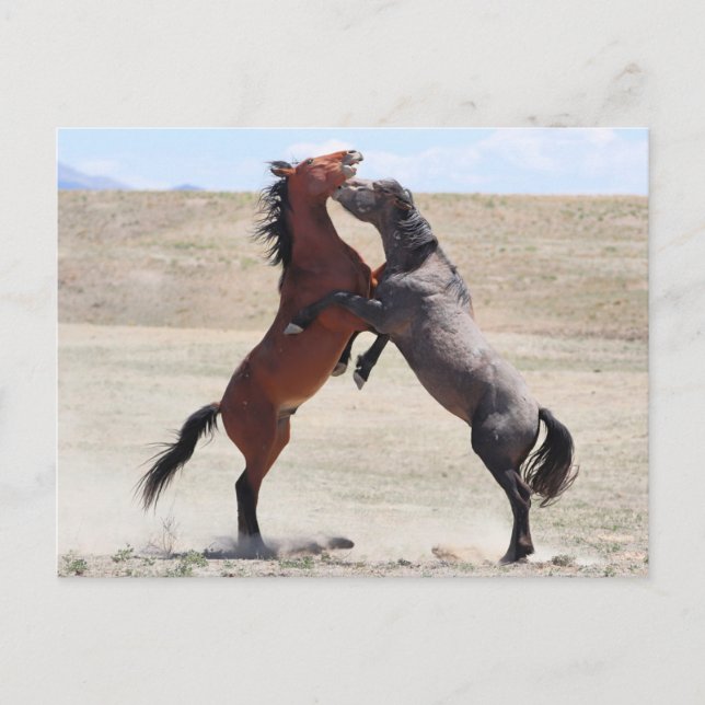 Carte Postale Onaqui Chevaux sauvages (Devant)