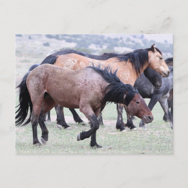 Carte Postale Onaqui Chevaux sauvages (Devant)