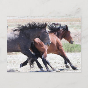 Carte Postale Onaqui Chevaux sauvages