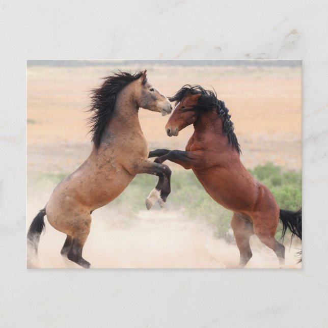Carte Postale Onaqui Chevaux sauvages (Devant)