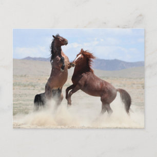Carte Postale Onaqui Chevaux sauvages